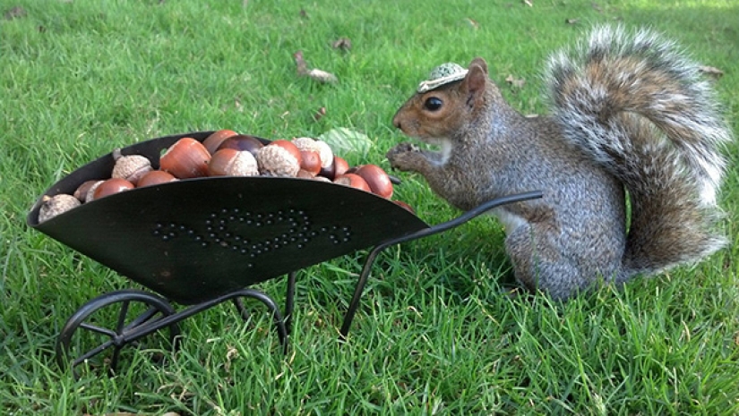 American student makes friends with squirrels and dresses them in different costumes American student makes friends with squirrels and dresses them in different costumes