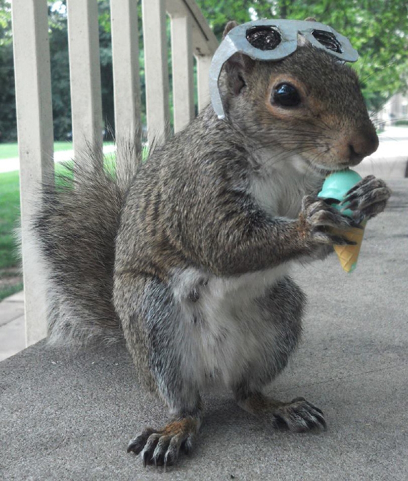 American student makes friends with squirrels and dresses them in different costumes American student makes friends with squirrels and dresses them in different costumes