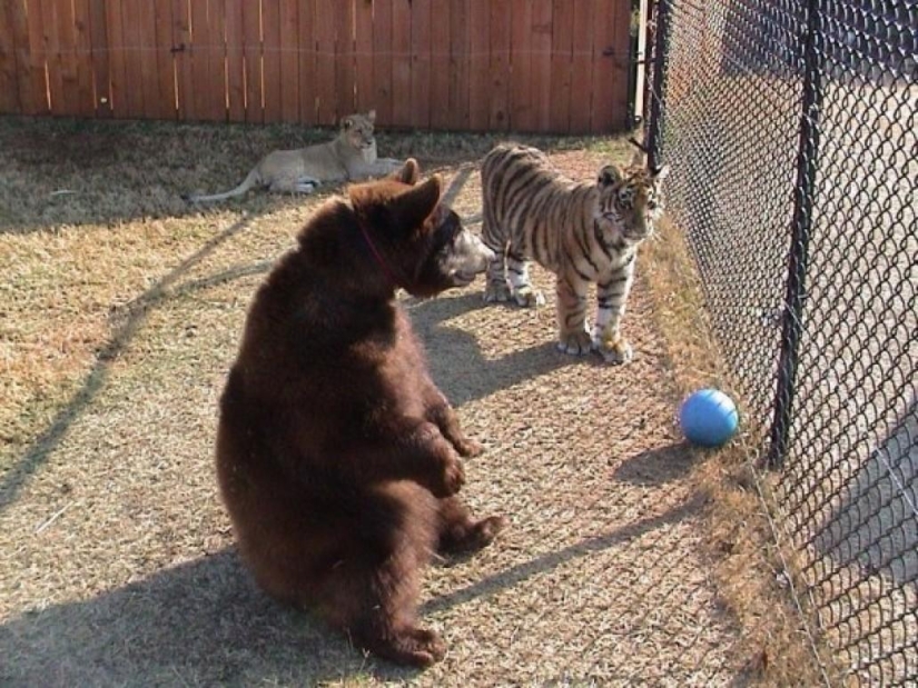 Amistad inusual: han estado juntos durante 13 años.