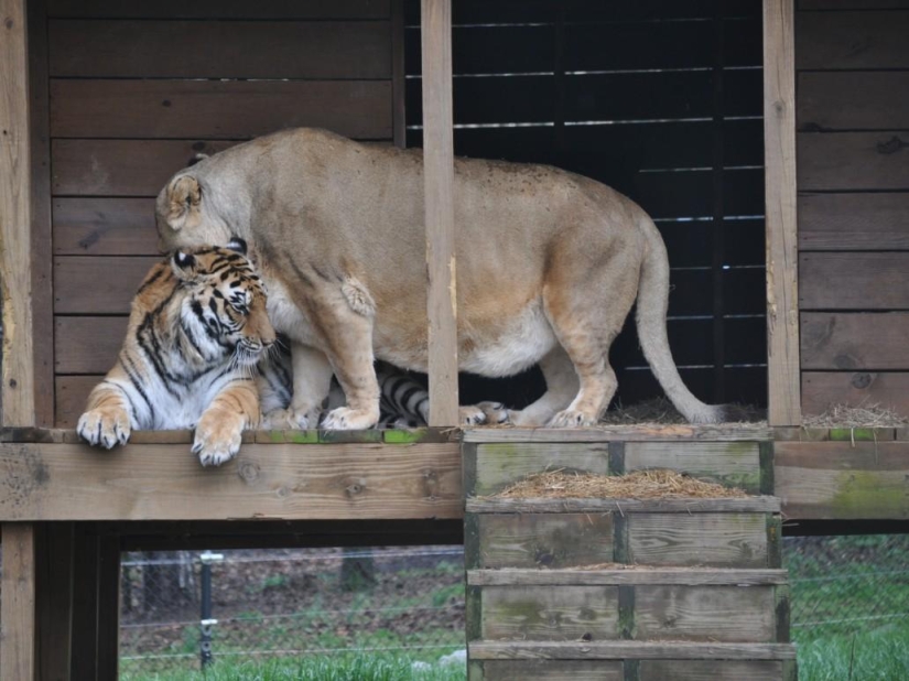 Amistad inusual: han estado juntos durante 13 años.