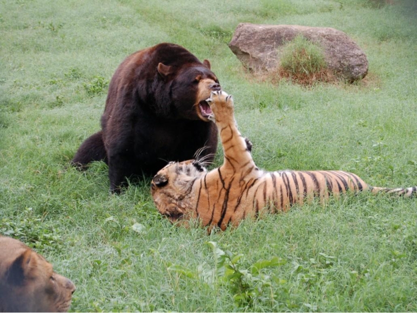 Amistad inusual: han estado juntos durante 13 años.