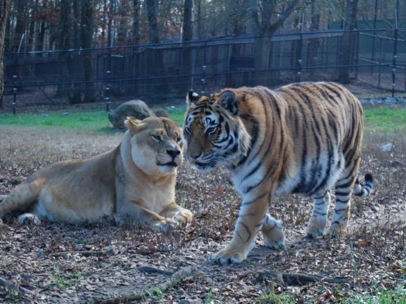 Amistad inusual: han estado juntos durante 13 años.