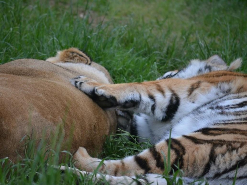 Amistad inusual: han estado juntos durante 13 años.