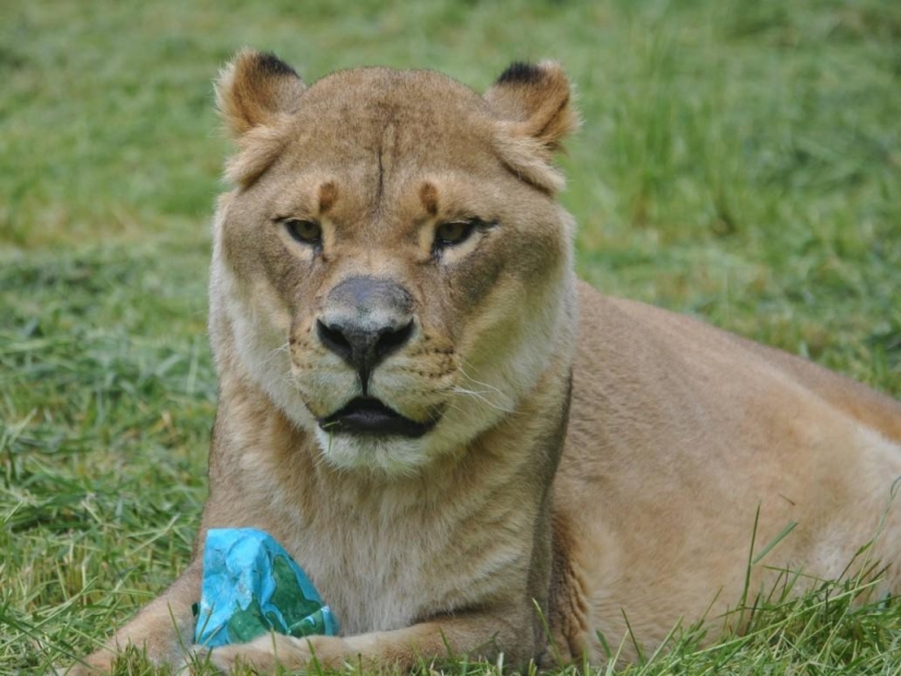 Amistad inusual: han estado juntos durante 13 años.