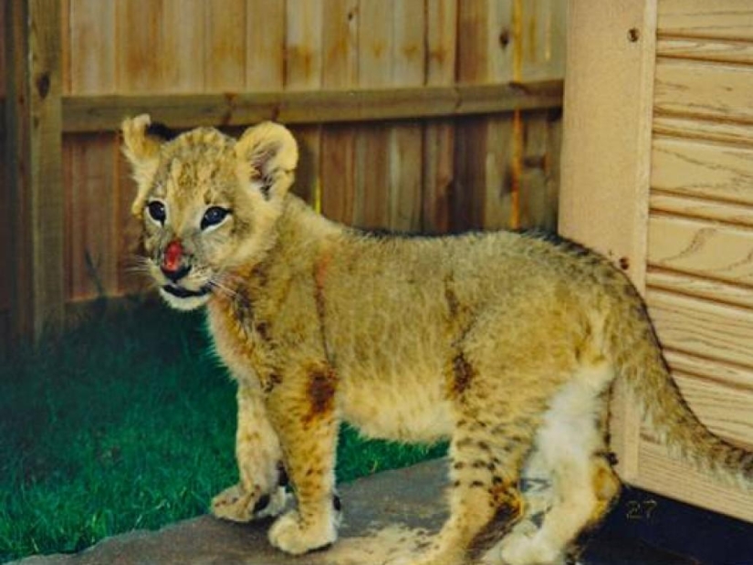 Amistad inusual: han estado juntos durante 13 años.