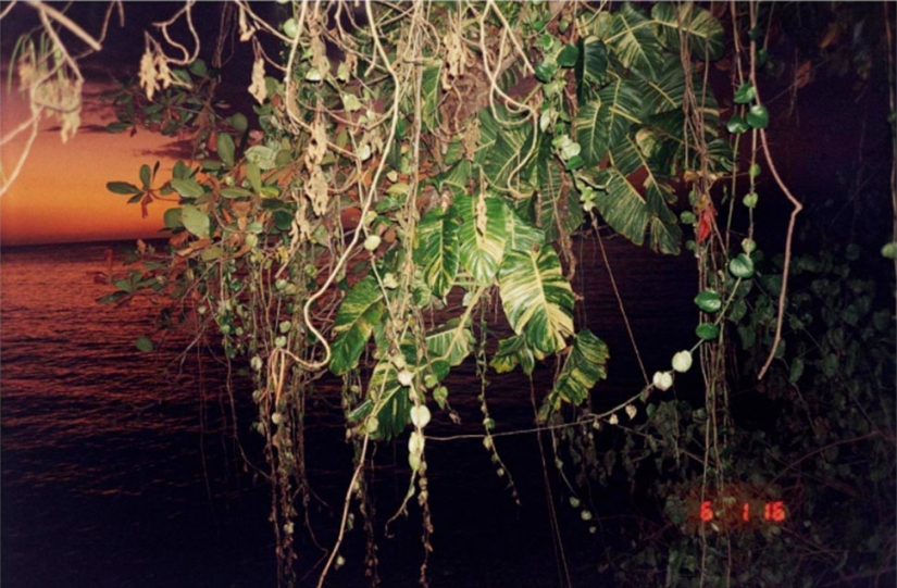 Amor joven: la cultura del striptease y el dancehall en Jamaica Amor joven: la cultura del striptease y el dancehall en Jamaica