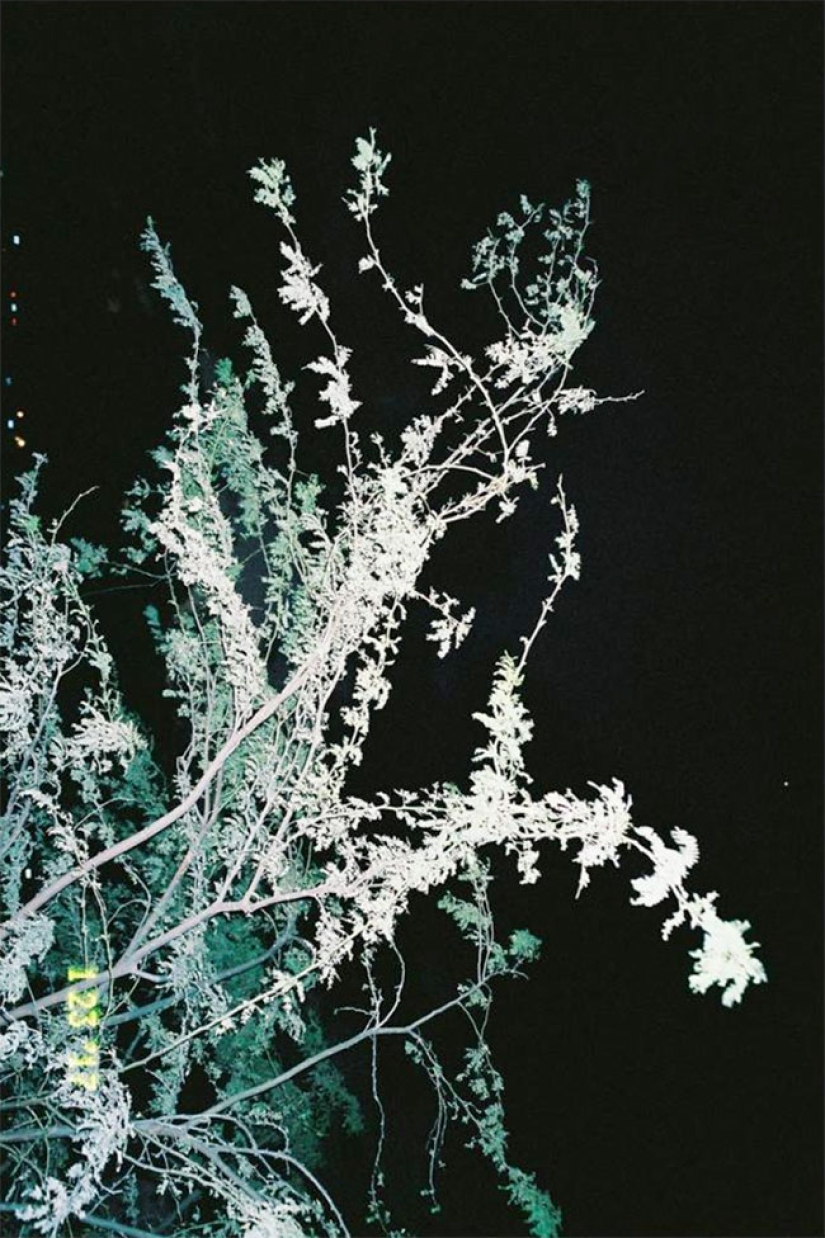 Amor joven: la cultura del striptease y el dancehall en Jamaica Amor joven: la cultura del striptease y el dancehall en Jamaica