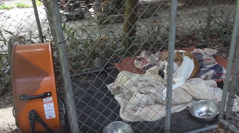 An American Kills 4,000 Mosquitoes Every Night Using His Dog as Bait An American Kills 4,000 Mosquitoes Every Night Using His Dog as Bait