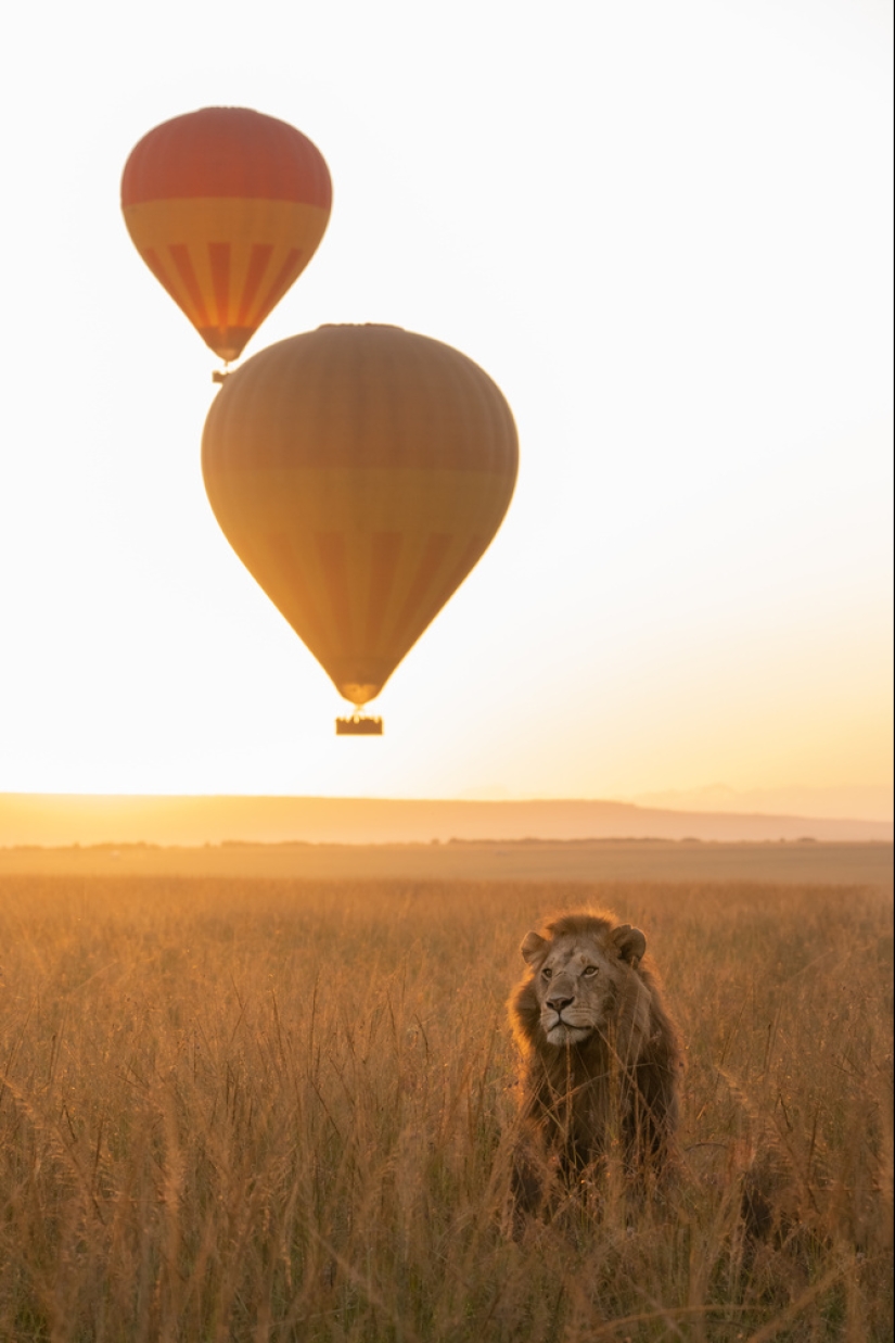 An Incredible Journey Shows the Power of Wildlife Photography and Conservation