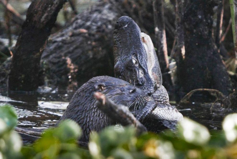 An otter attacked an alligator An otter attacked an alligator