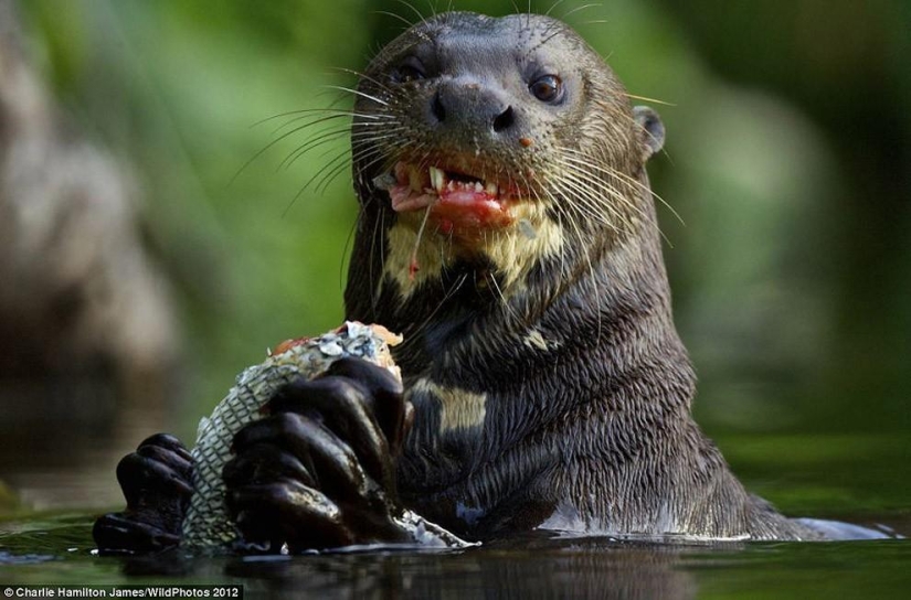 An otter attacked an alligator An otter attacked an alligator