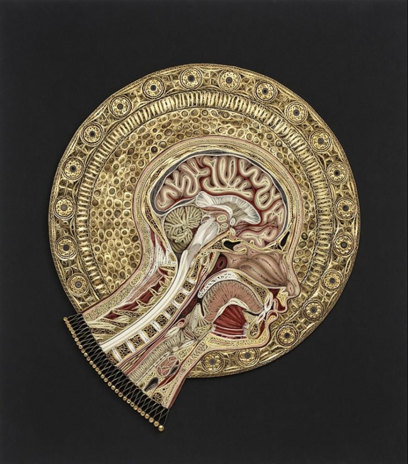 anatomía de papel anatomía de papel