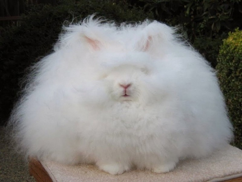 Angora rabbit - the most fluffy in the world Angora rabbit - the most fluffy in the world