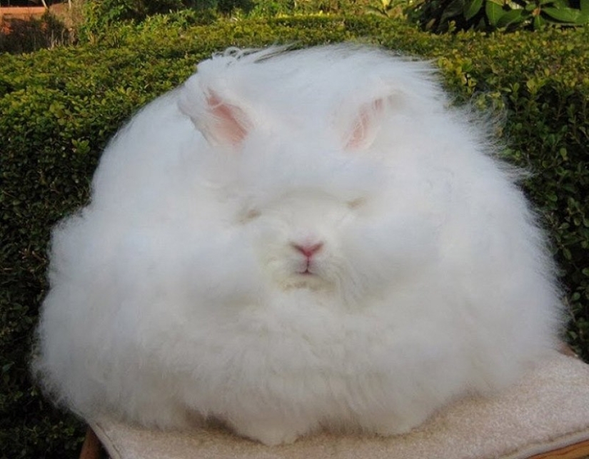 Angora rabbit - the most fluffy in the world Angora rabbit - the most fluffy in the world
