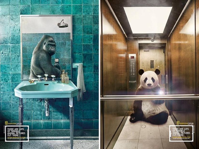 Animal Ballesta: Selfie de vida silvestre para National Geographic Animal Ballesta: Selfie de vida silvestre para National Geographic