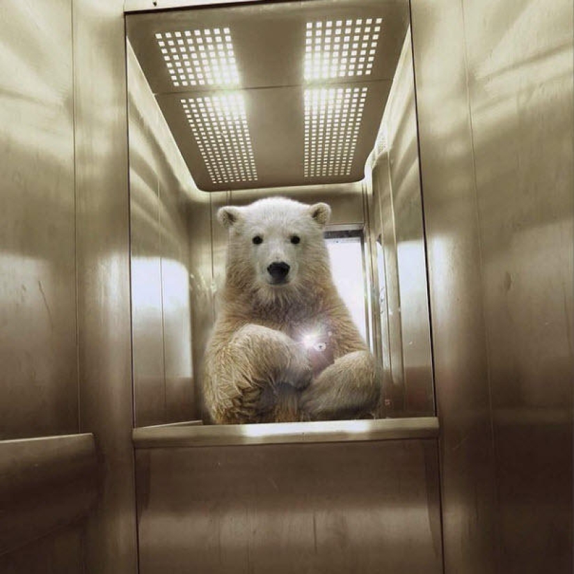 Animal Ballesta: Selfie de vida silvestre para National Geographic Animal Ballesta: Selfie de vida silvestre para National Geographic