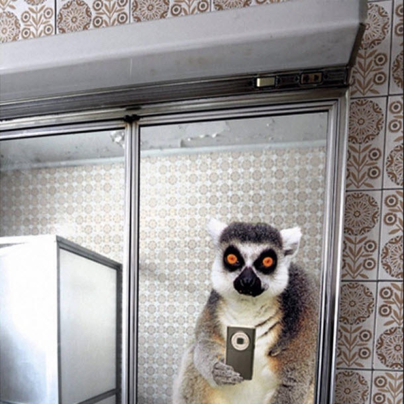 Animal Ballesta: Selfie de vida silvestre para National Geographic Animal Ballesta: Selfie de vida silvestre para National Geographic