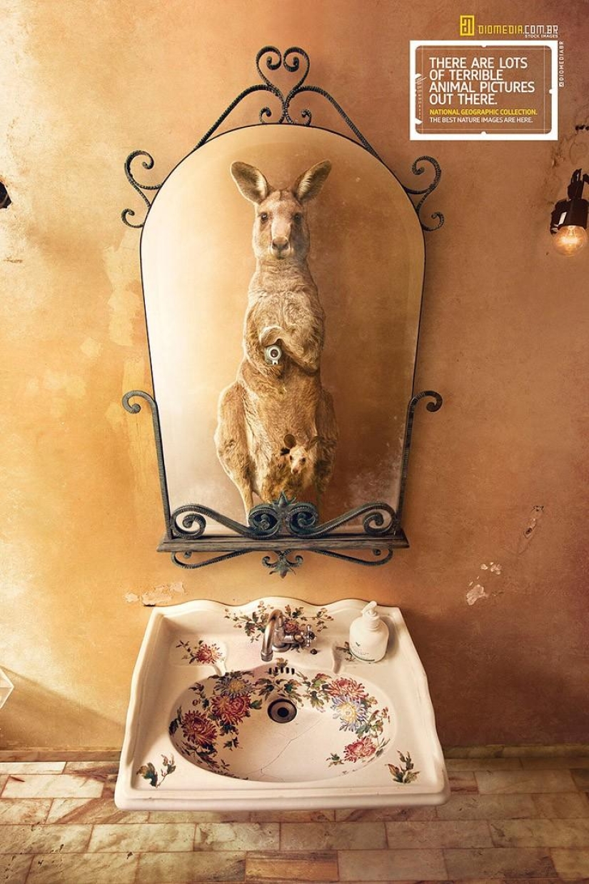 Animal Ballesta: Selfie de vida silvestre para National Geographic Animal Ballesta: Selfie de vida silvestre para National Geographic