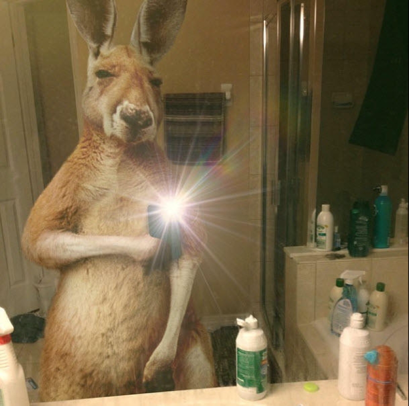 Animal Ballesta: Selfie de vida silvestre para National Geographic Animal Ballesta: Selfie de vida silvestre para National Geographic