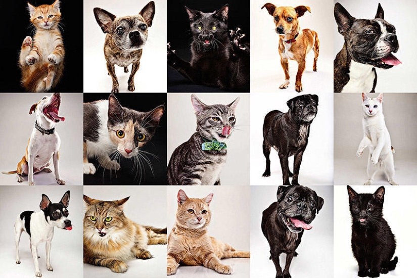 Animal Emotions by Evan Kafka Animal Emotions by Evan Kafka