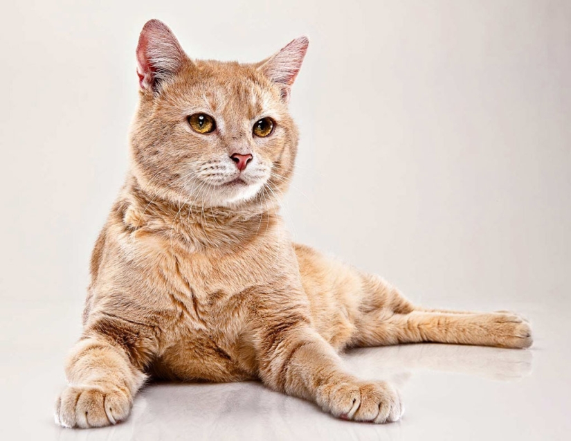 Animal Emotions by Evan Kafka Animal Emotions by Evan Kafka