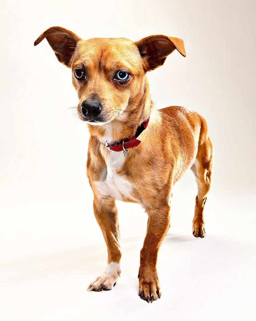 Animal Emotions by Evan Kafka Animal Emotions by Evan Kafka