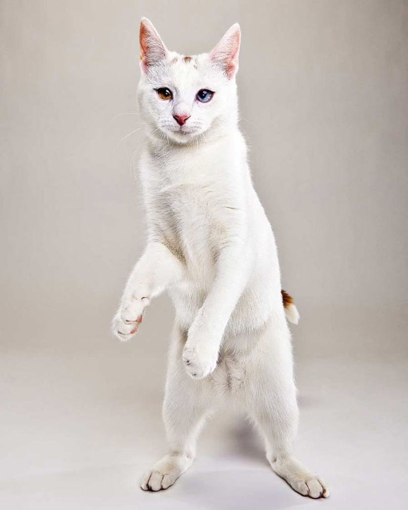 Animal Emotions by Evan Kafka Animal Emotions by Evan Kafka