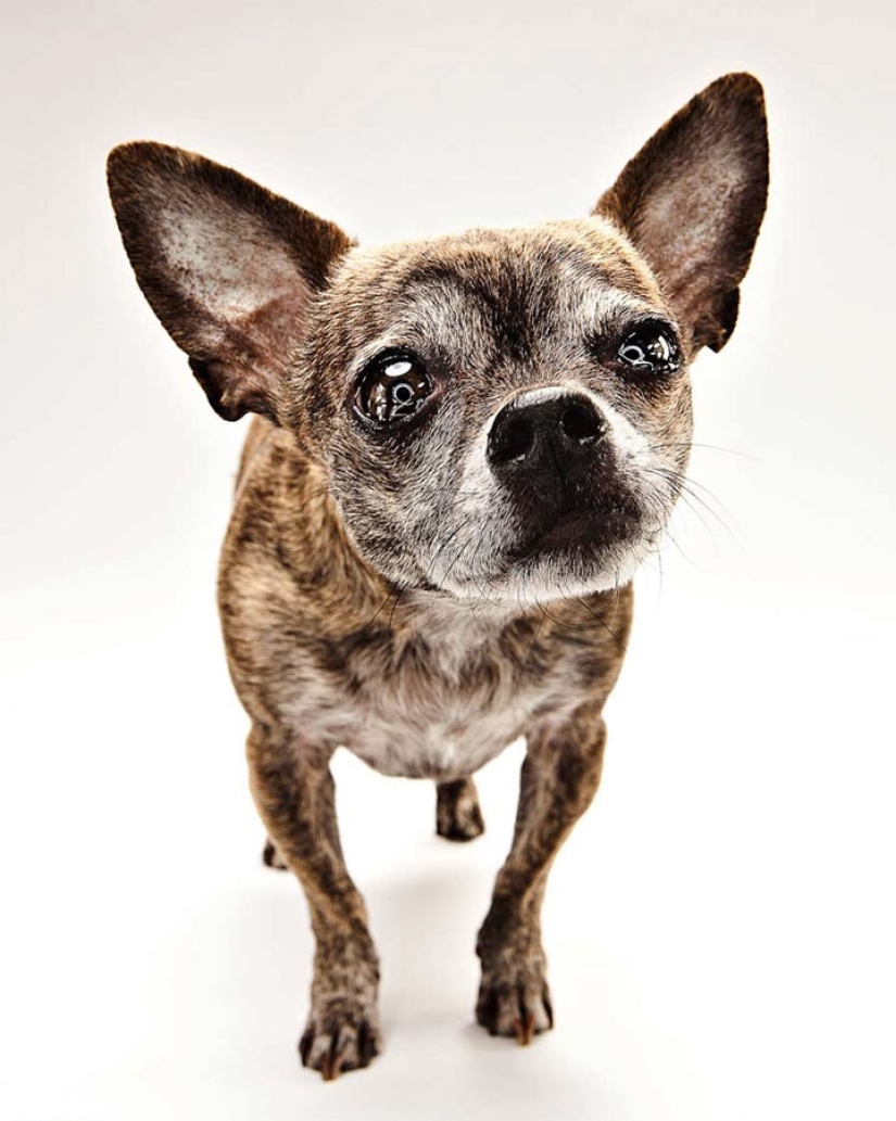 Animal Emotions by Evan Kafka Animal Emotions by Evan Kafka