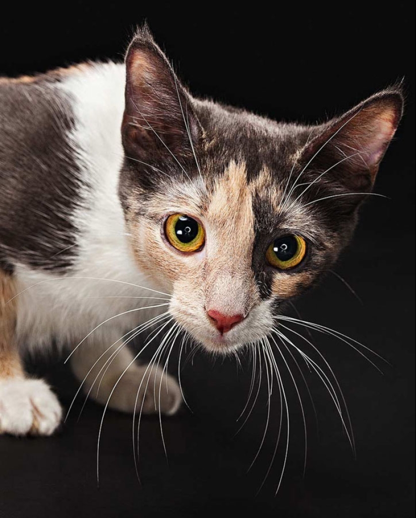 Animal Emotions by Evan Kafka Animal Emotions by Evan Kafka