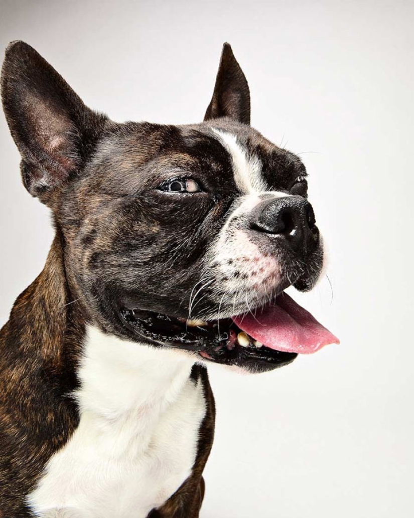 Animal Emotions by Evan Kafka Animal Emotions by Evan Kafka