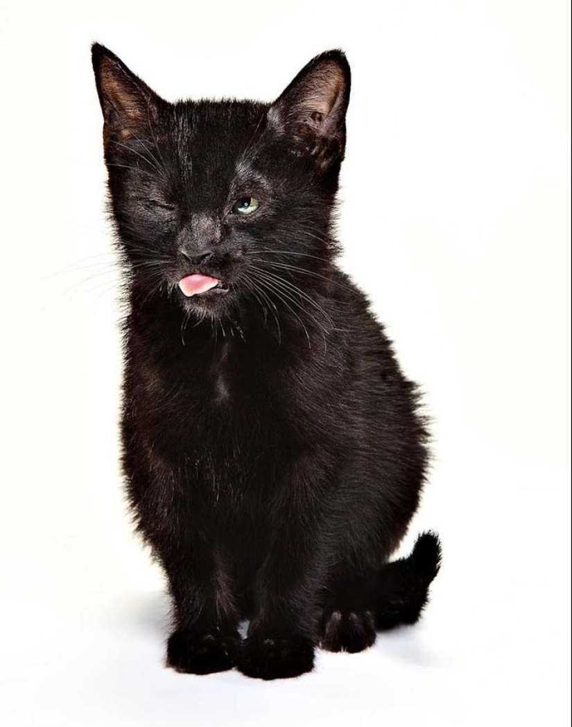 Animal Emotions by Evan Kafka Animal Emotions by Evan Kafka