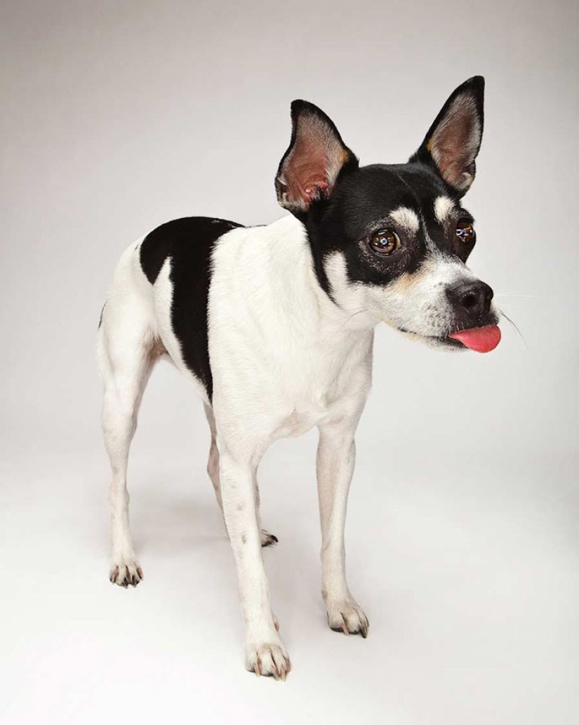 Animal Emotions by Evan Kafka Animal Emotions by Evan Kafka