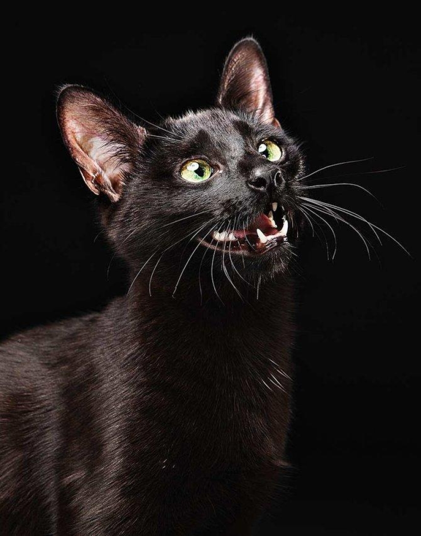 Animal Emotions by Evan Kafka Animal Emotions by Evan Kafka