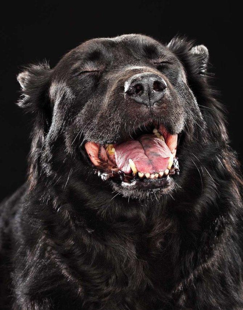 Animal Emotions by Evan Kafka Animal Emotions by Evan Kafka