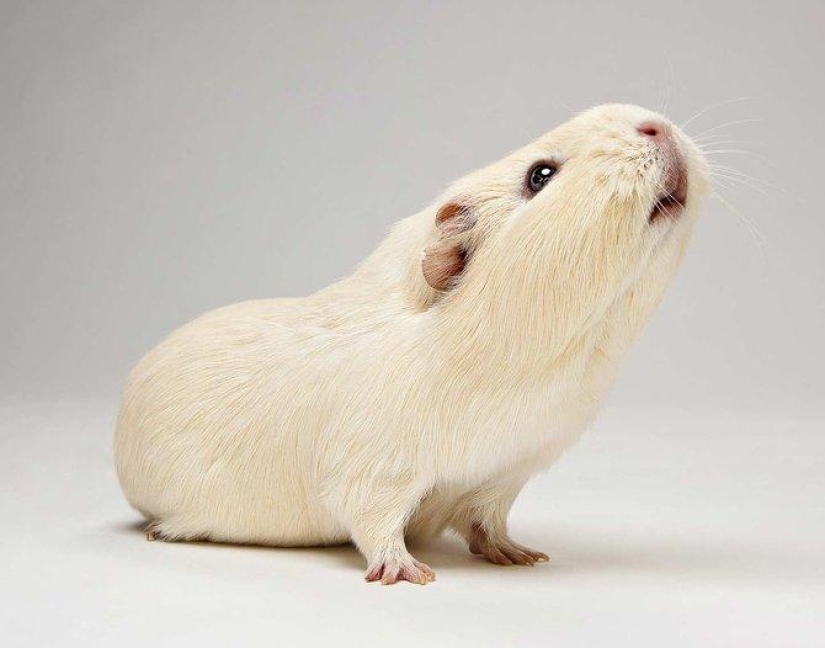 Animal Emotions by Evan Kafka Animal Emotions by Evan Kafka