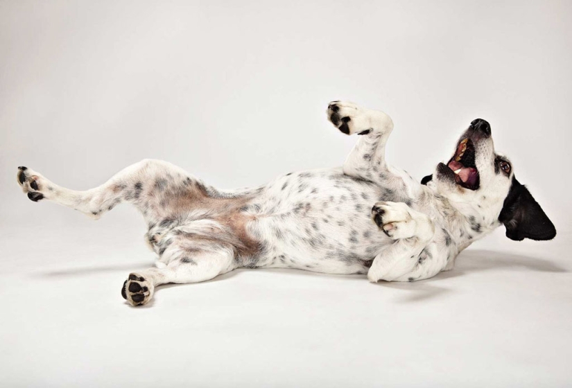 Animal Emotions by Evan Kafka Animal Emotions by Evan Kafka