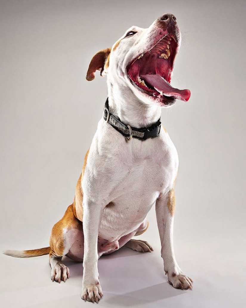 Animal Emotions by Evan Kafka Animal Emotions by Evan Kafka