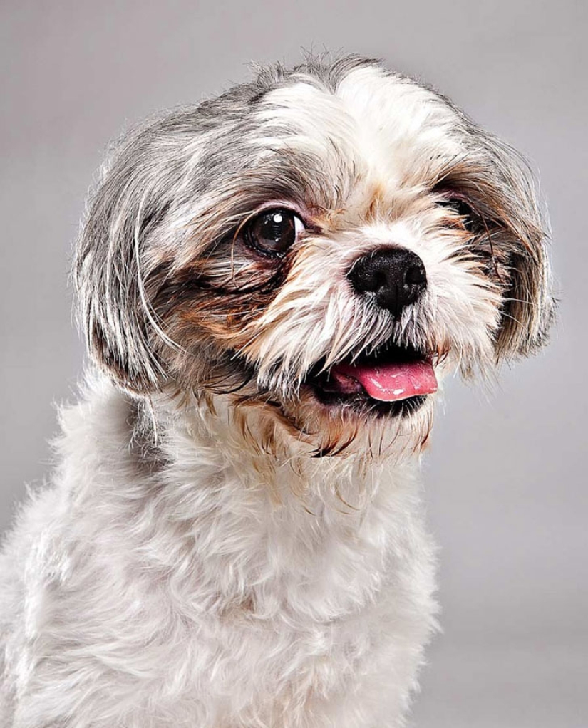 Animal Emotions by Evan Kafka Animal Emotions by Evan Kafka