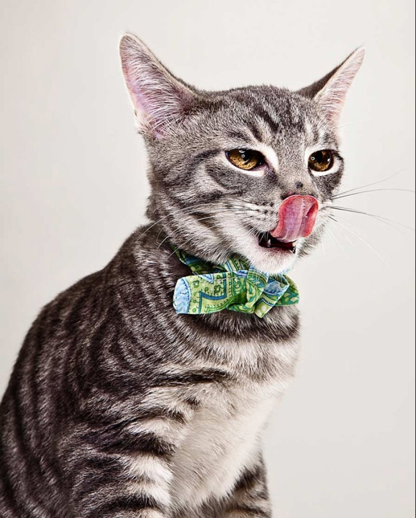 Animal Emotions by Evan Kafka Animal Emotions by Evan Kafka