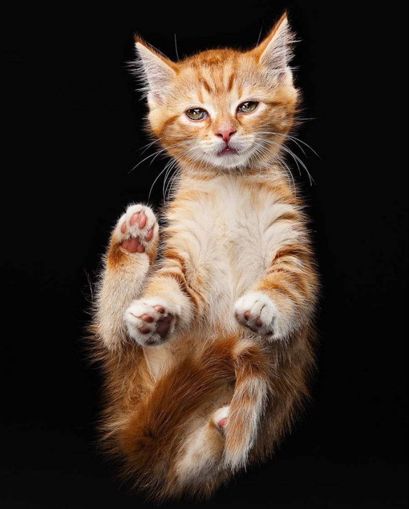 Animal Emotions by Evan Kafka Animal Emotions by Evan Kafka