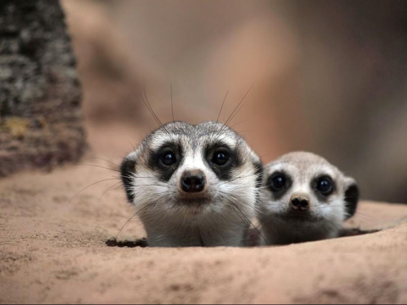 Animal Friends Animal Friends