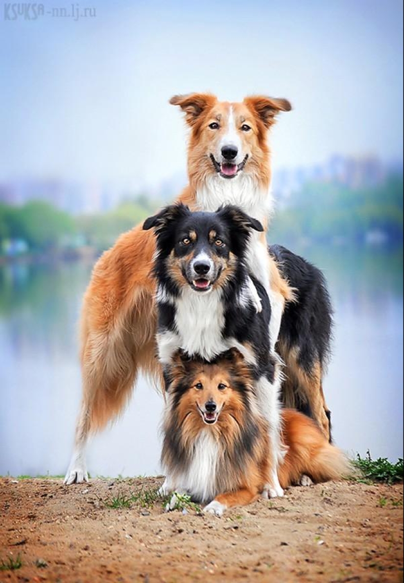 Animal Friends Animal Friends