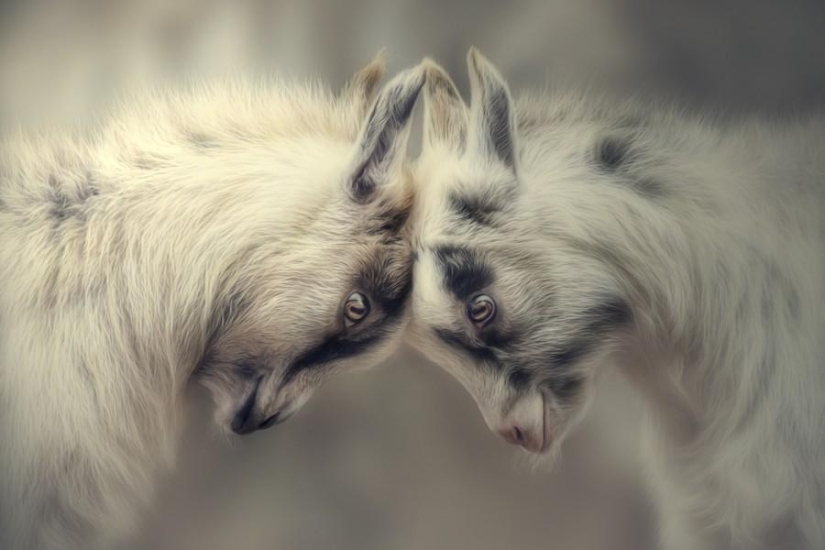 Animal Friends Animal Friends