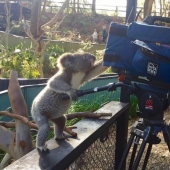 Animales australianos a los que no les importan tus estereotipos