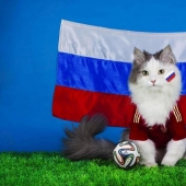 animales como humanos