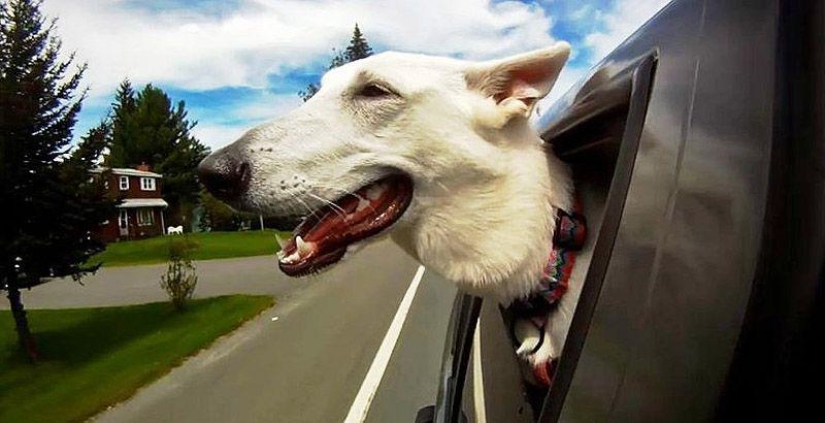 Animales en movimiento Animales en movimiento