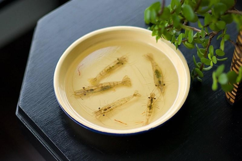 Animales hiperrealistas hechos de acrílico y resina. Animales hiperrealistas hechos de acrílico y resina.