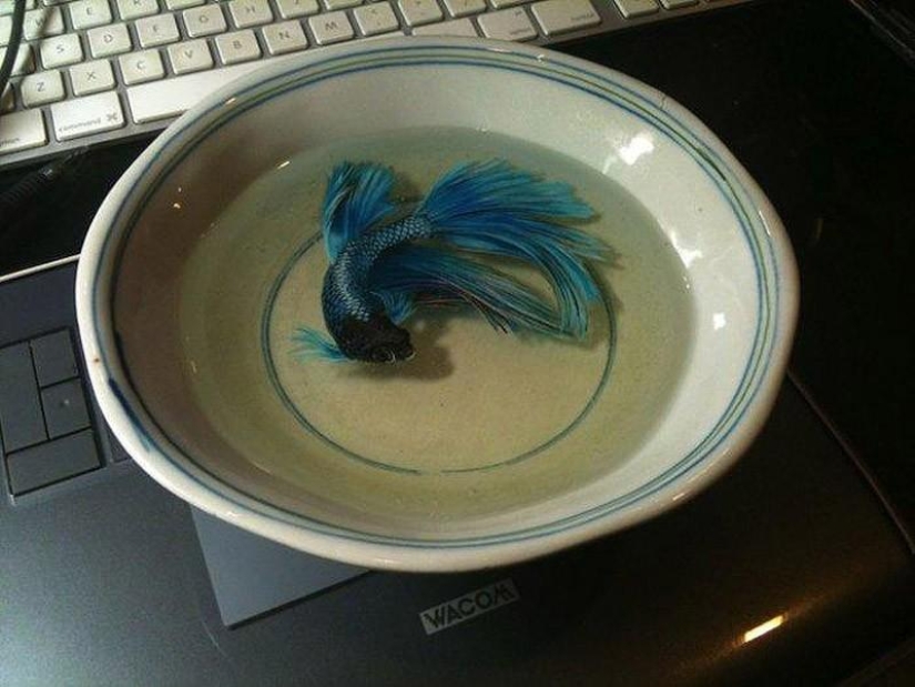 Animales hiperrealistas hechos de acrílico y resina. Animales hiperrealistas hechos de acrílico y resina.