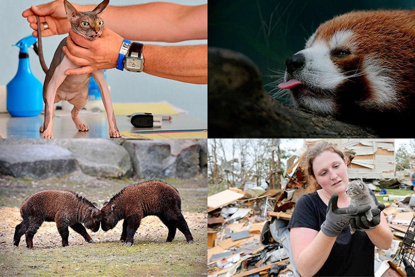 Animales que hacen noticia