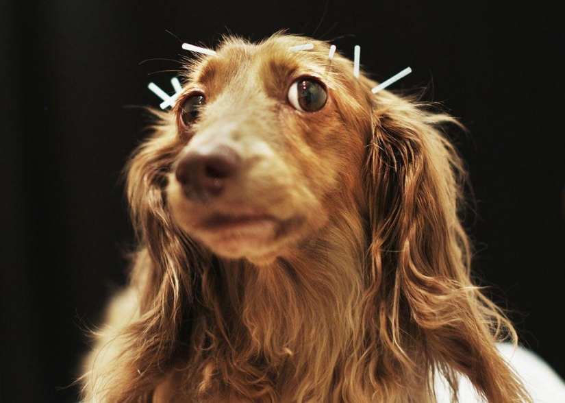 Animales que hacen noticia